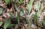 White troutlily <BR>White fawnlily